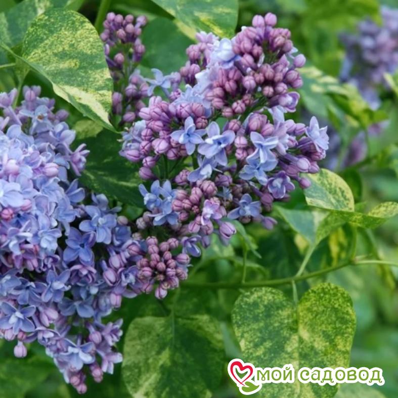 Сирень "Аукубофолия" (обыкновенная)