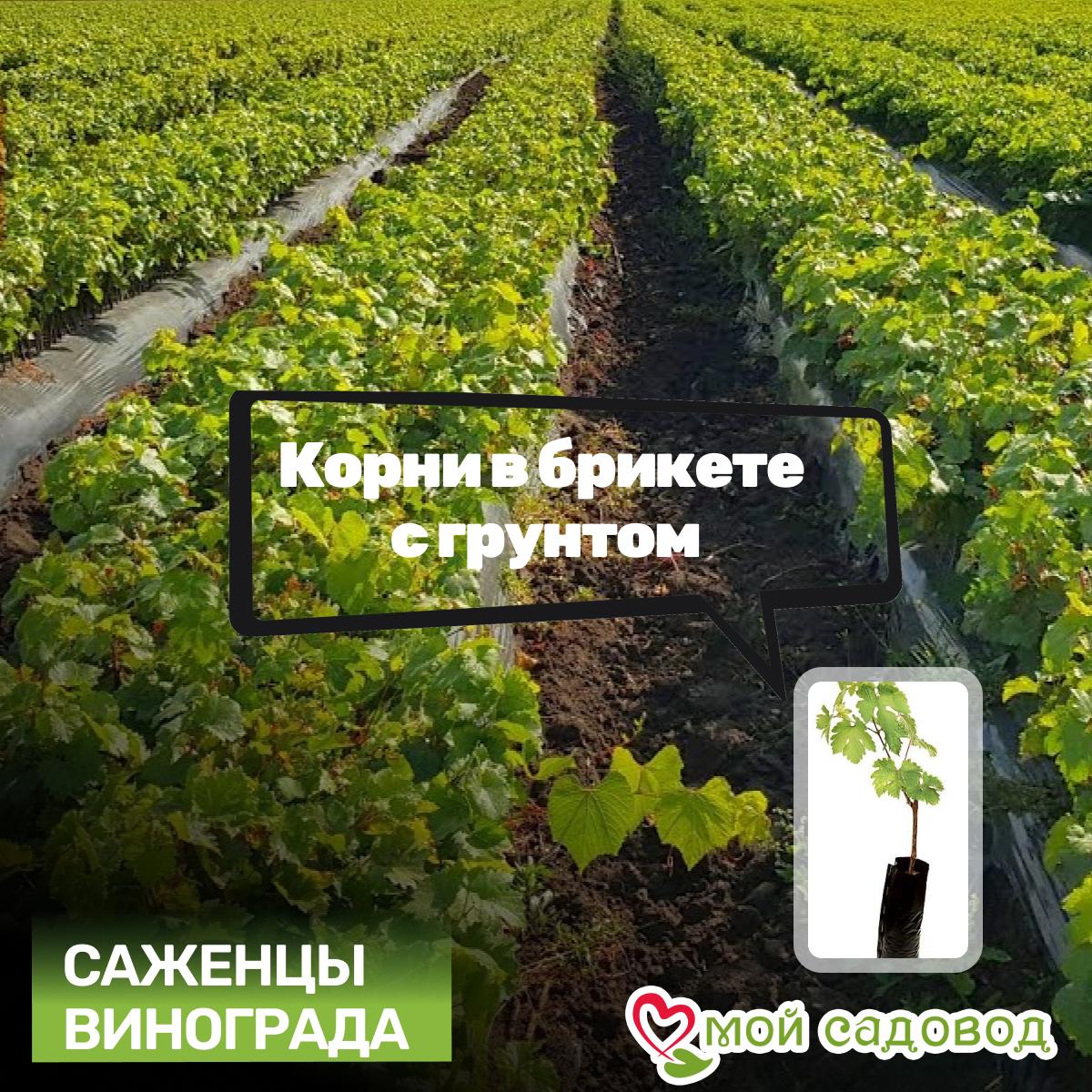 Виноград Супер Экстра