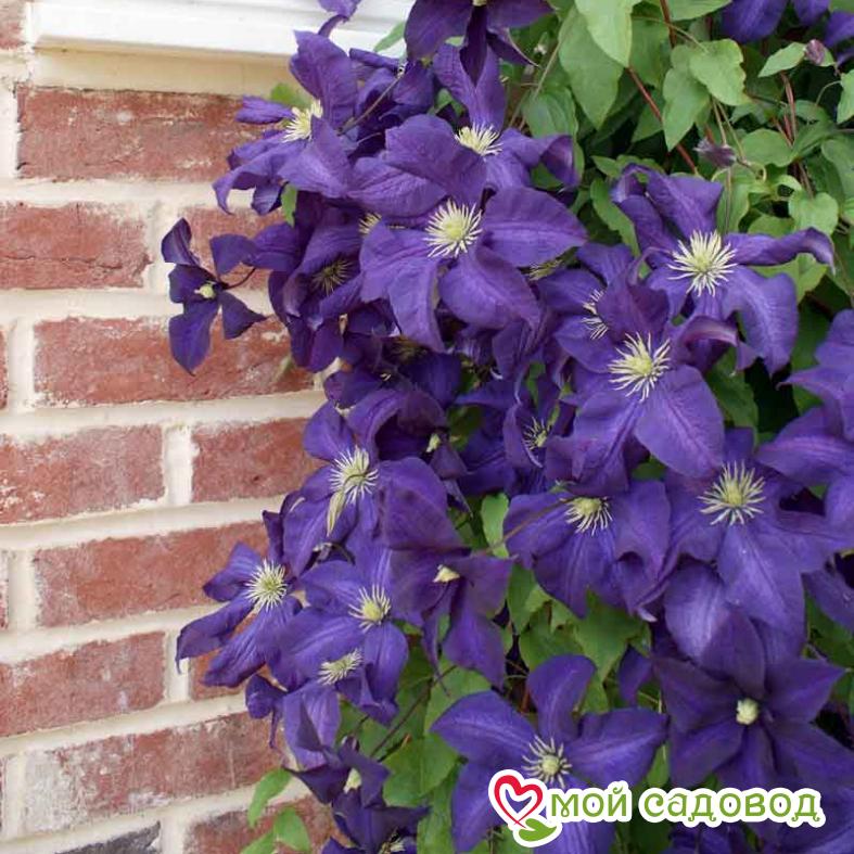 Клематисы Аотеароа ЗКС