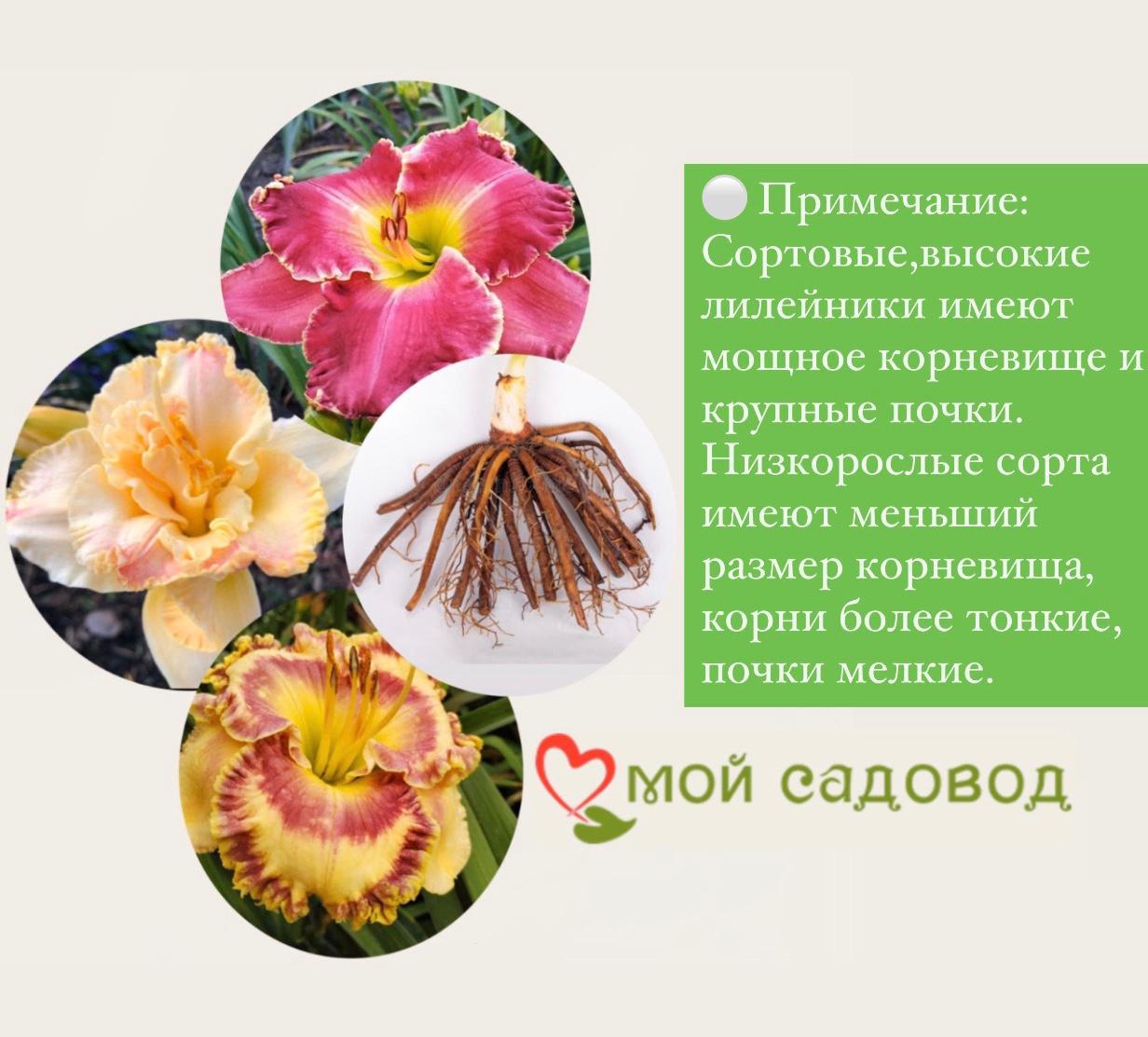 ЛИЛЕЙНИК ВЕНЕЦИАН ФРИНЖ