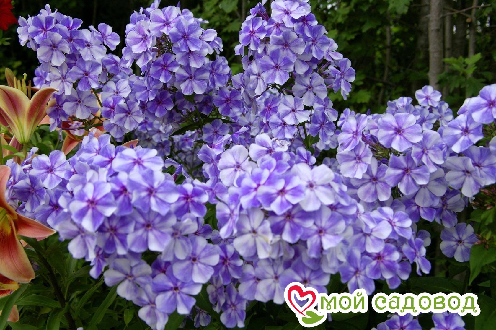 ФЛОКС МЕТЕЛЬЧАТЫЙ ГЖЕЛЬ