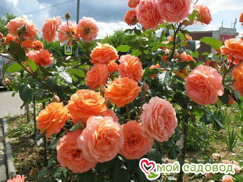 Роза парковая Бельведер