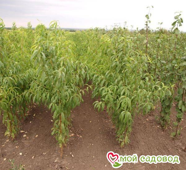 Персик Россиянка