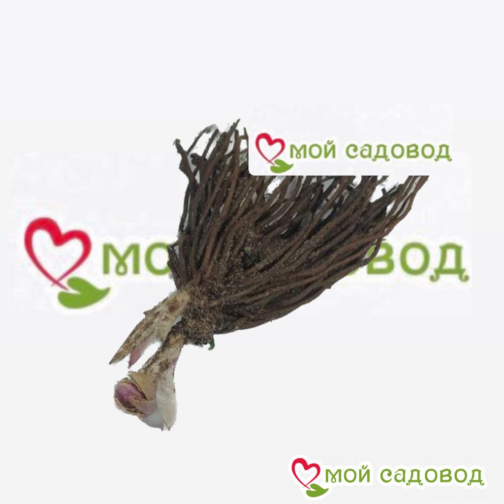 Морозник Ред Скарлет